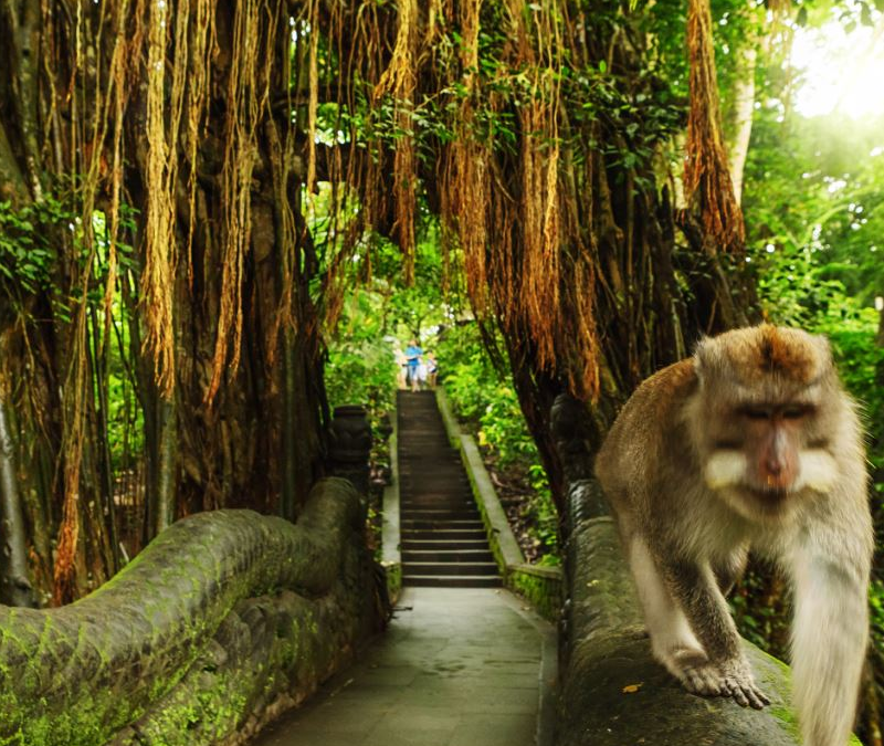 Ubud Monkey Forest