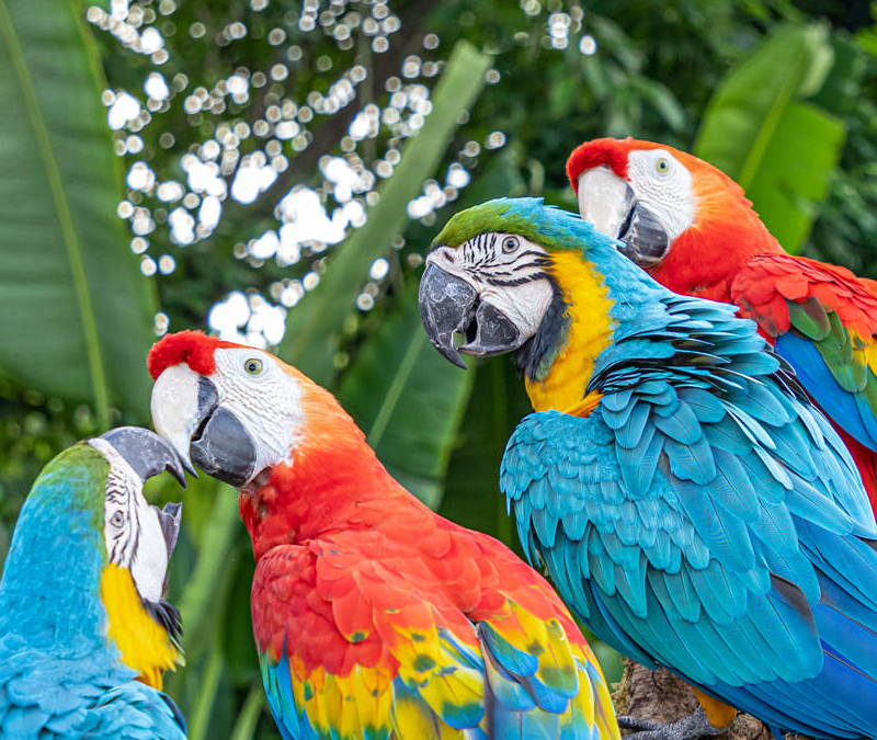 Bali Bird Park