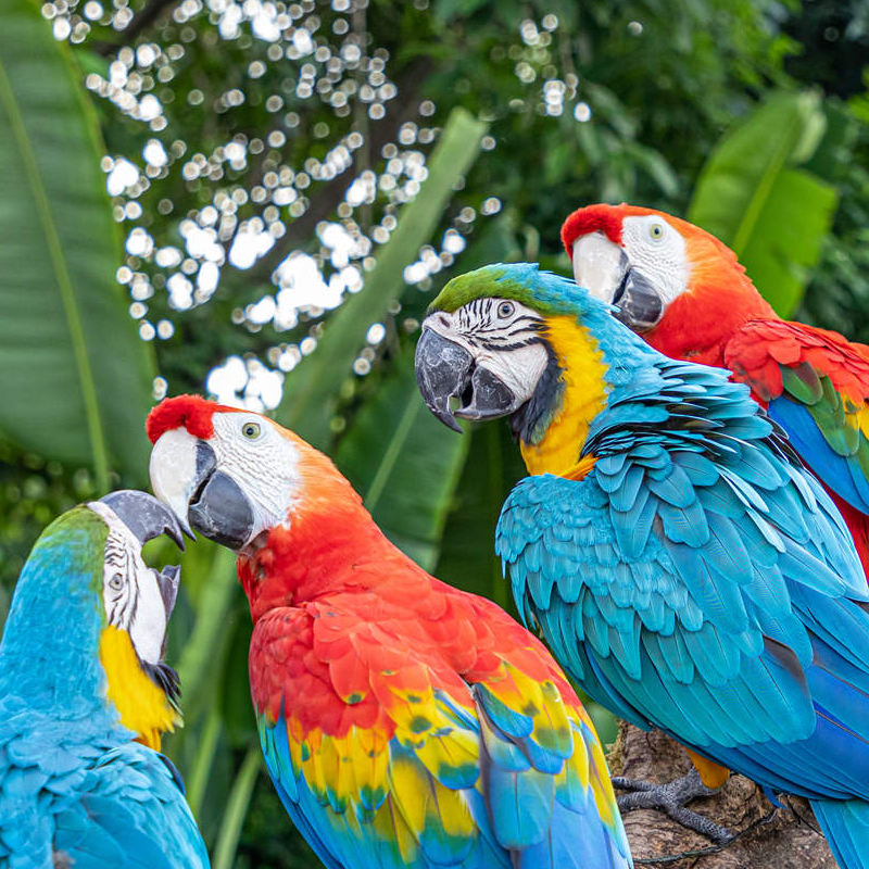 bali bird park
