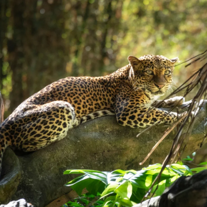 bali safari & marine park