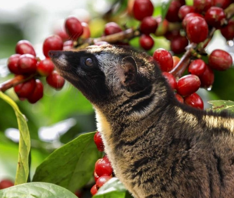 Coffee Luwak