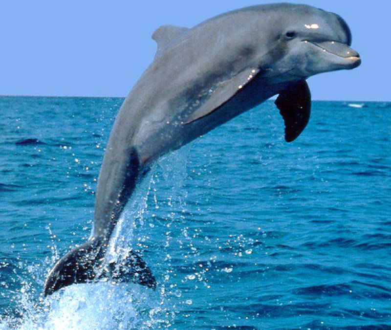 Dolphin Fish
