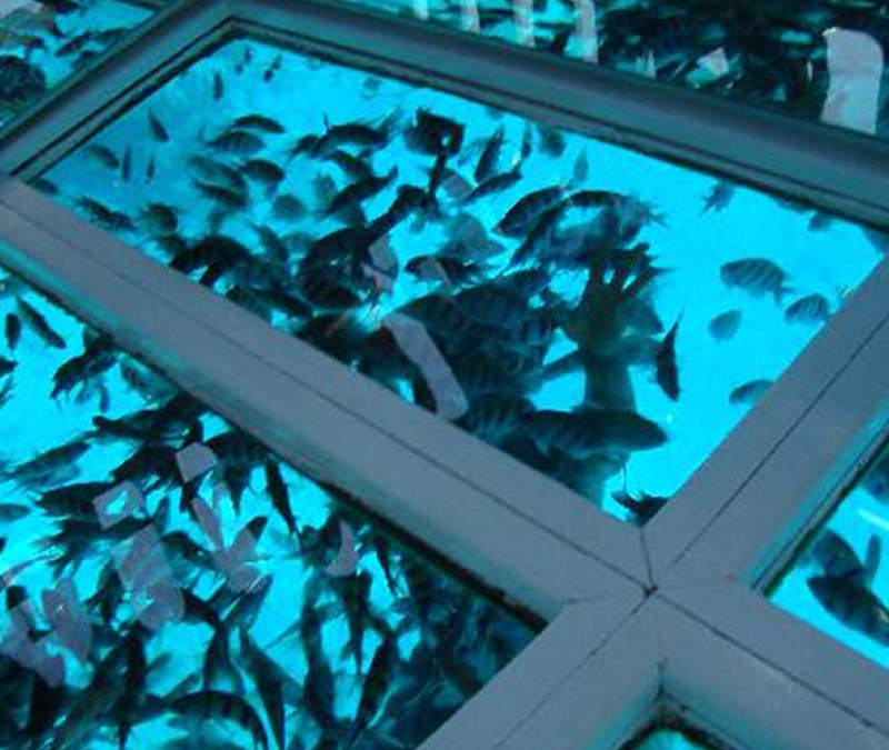 Glass Bottom Boat