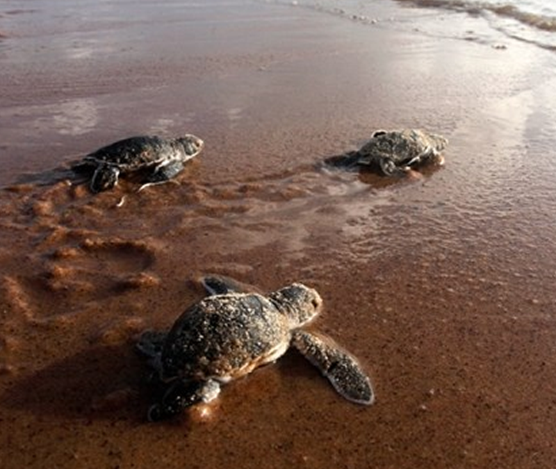 Turtle Island Tourism